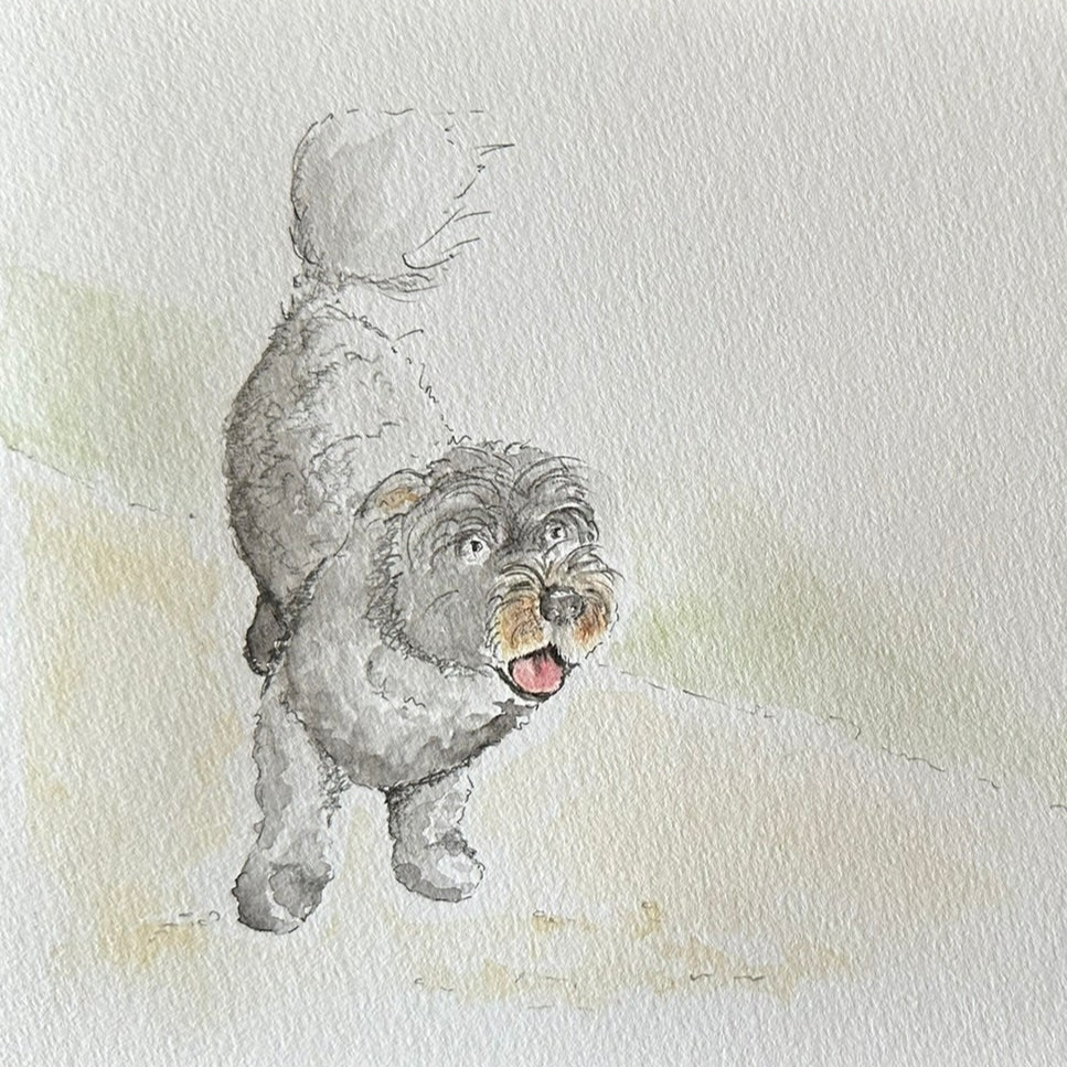 Pet Portraits